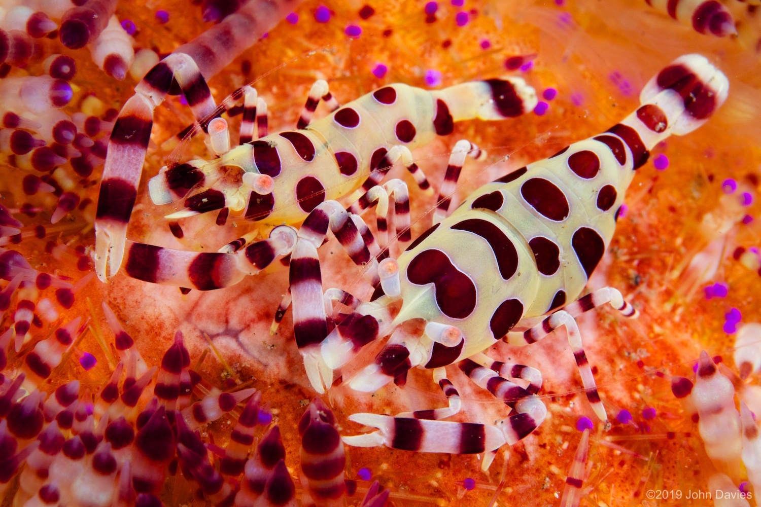 NadLembeh20120037