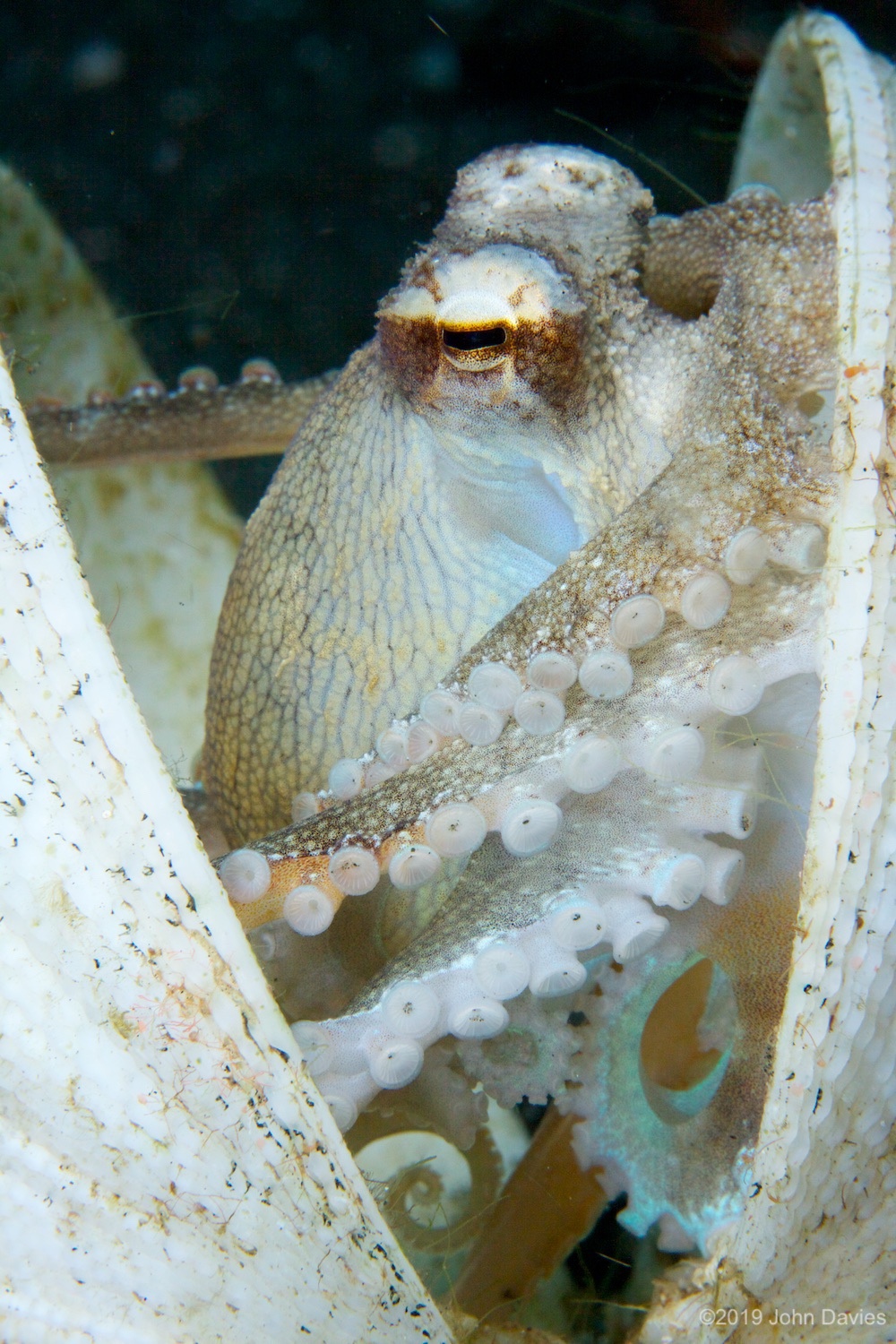 NadLembeh20120039