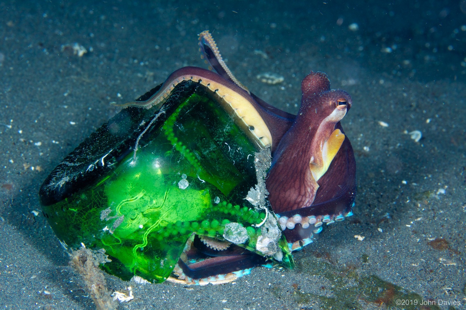 NadLembeh20120040