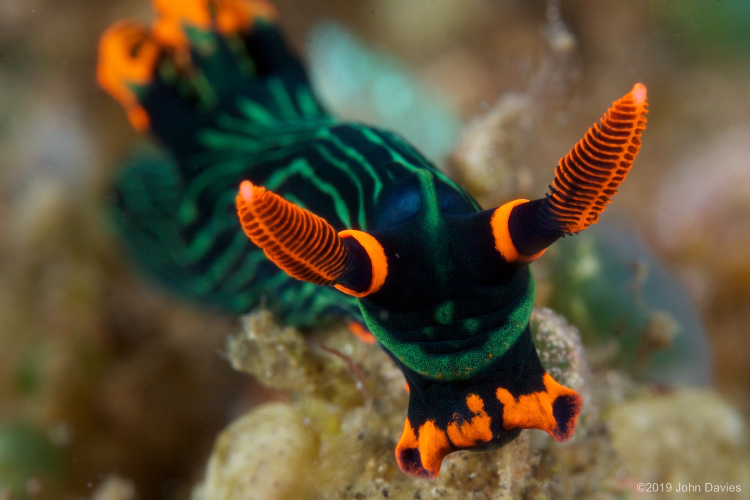 NadLembeh20120041