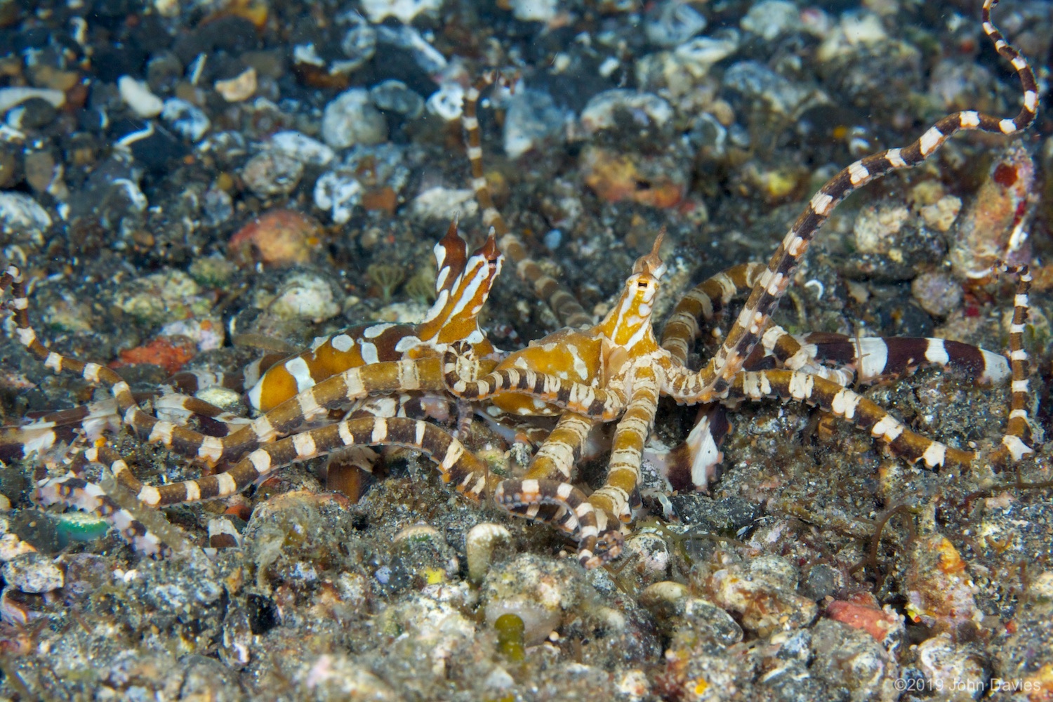 NadLembeh20120043