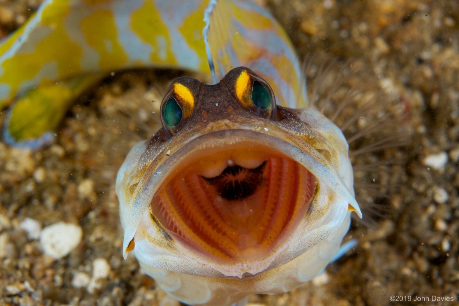 NadLembeh20120044