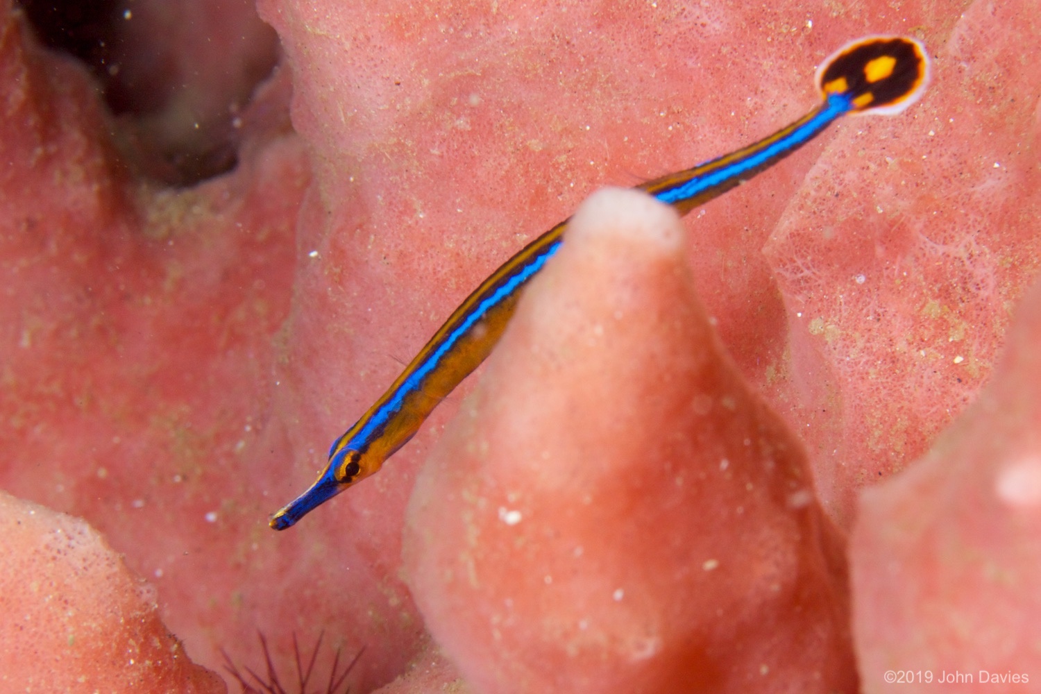 NadLembeh20120045