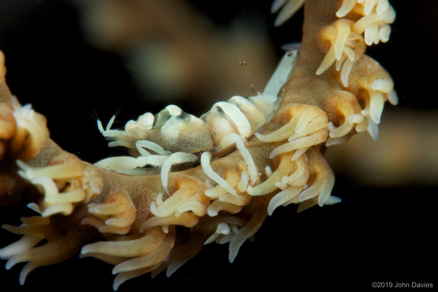 NadLembeh20120046