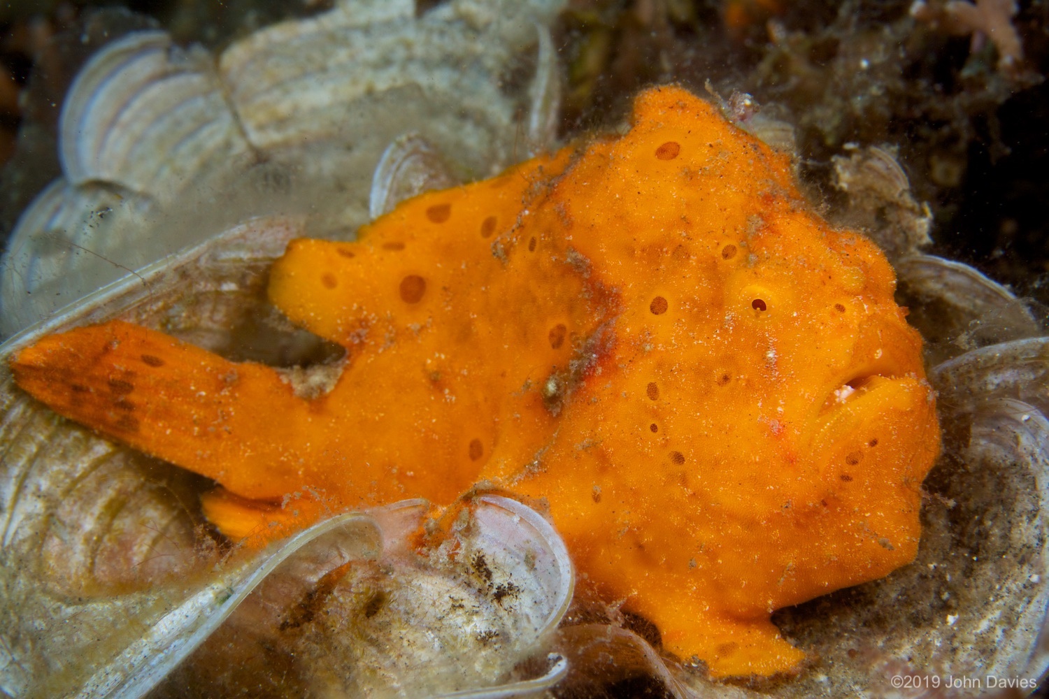 NadLembeh20120047