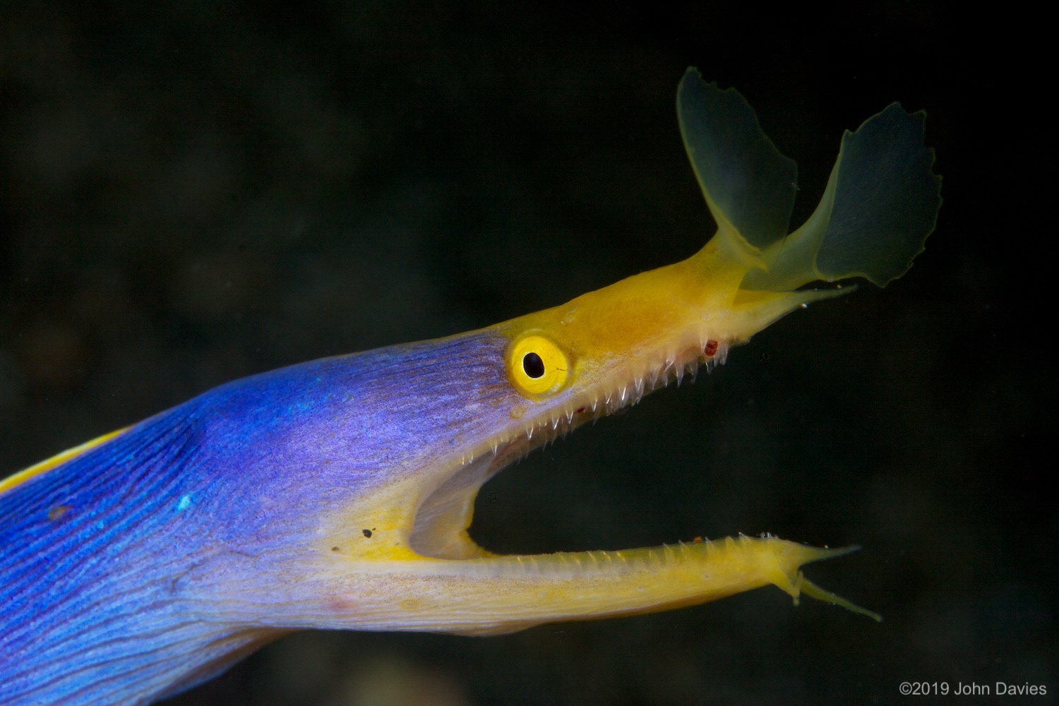 NadLembeh20120050