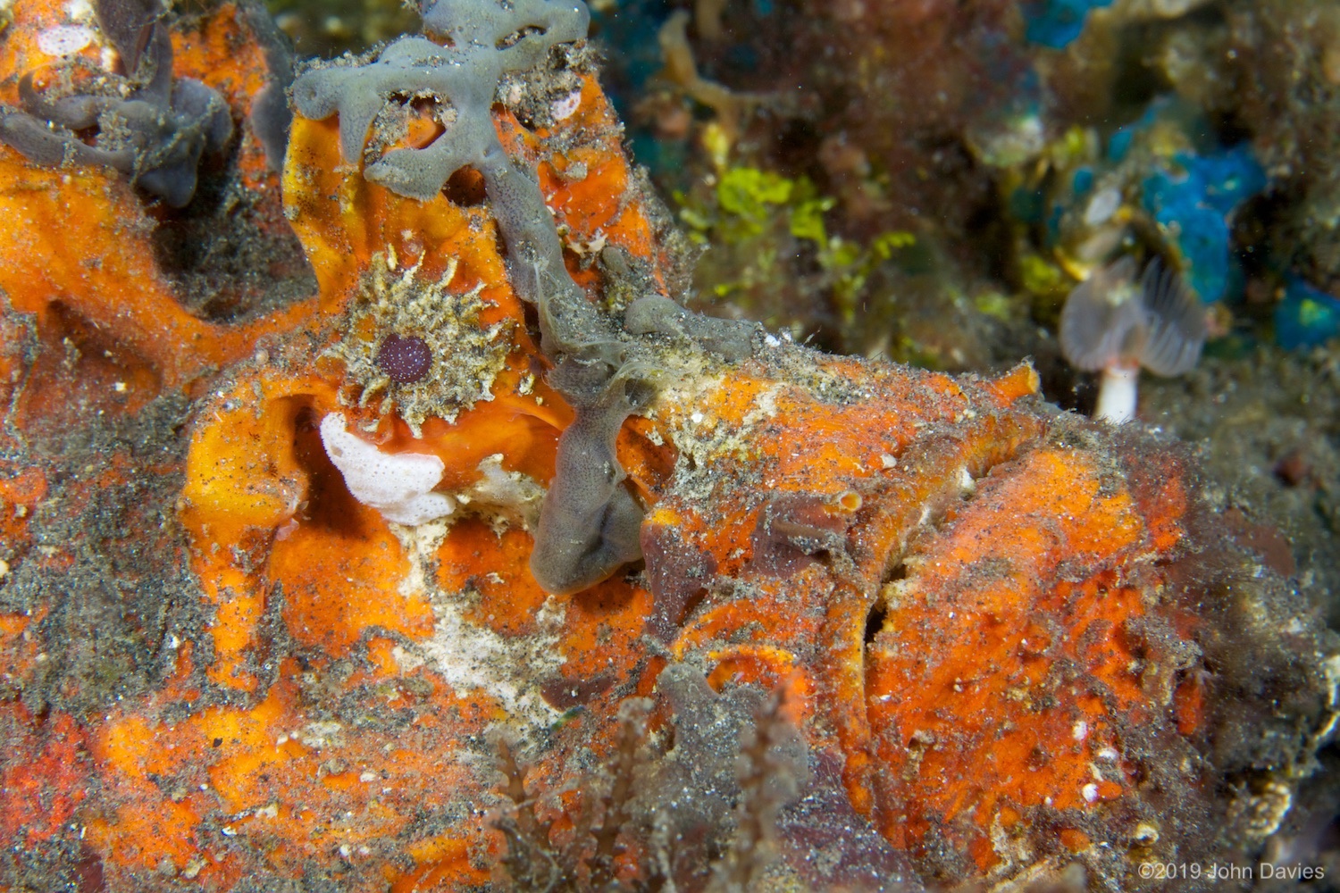 NadLembeh20120051