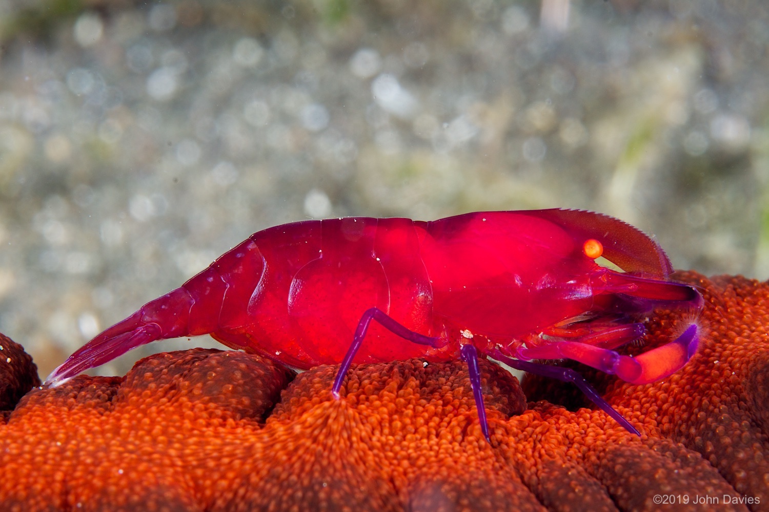 NadLembeh20120052