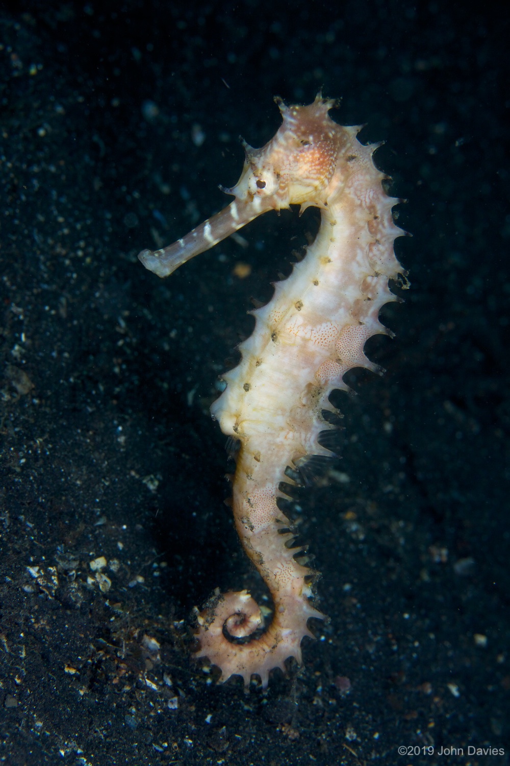 NadLembeh20120053