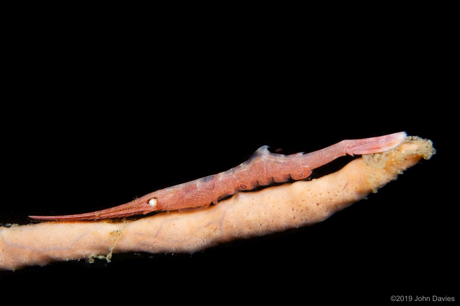 NadLembeh20120055