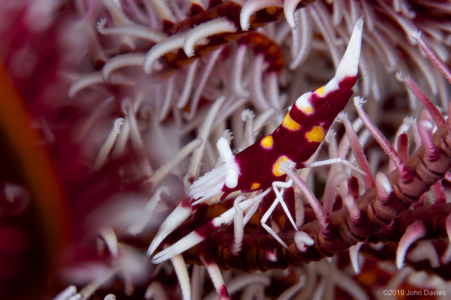 NadLembeh20120057