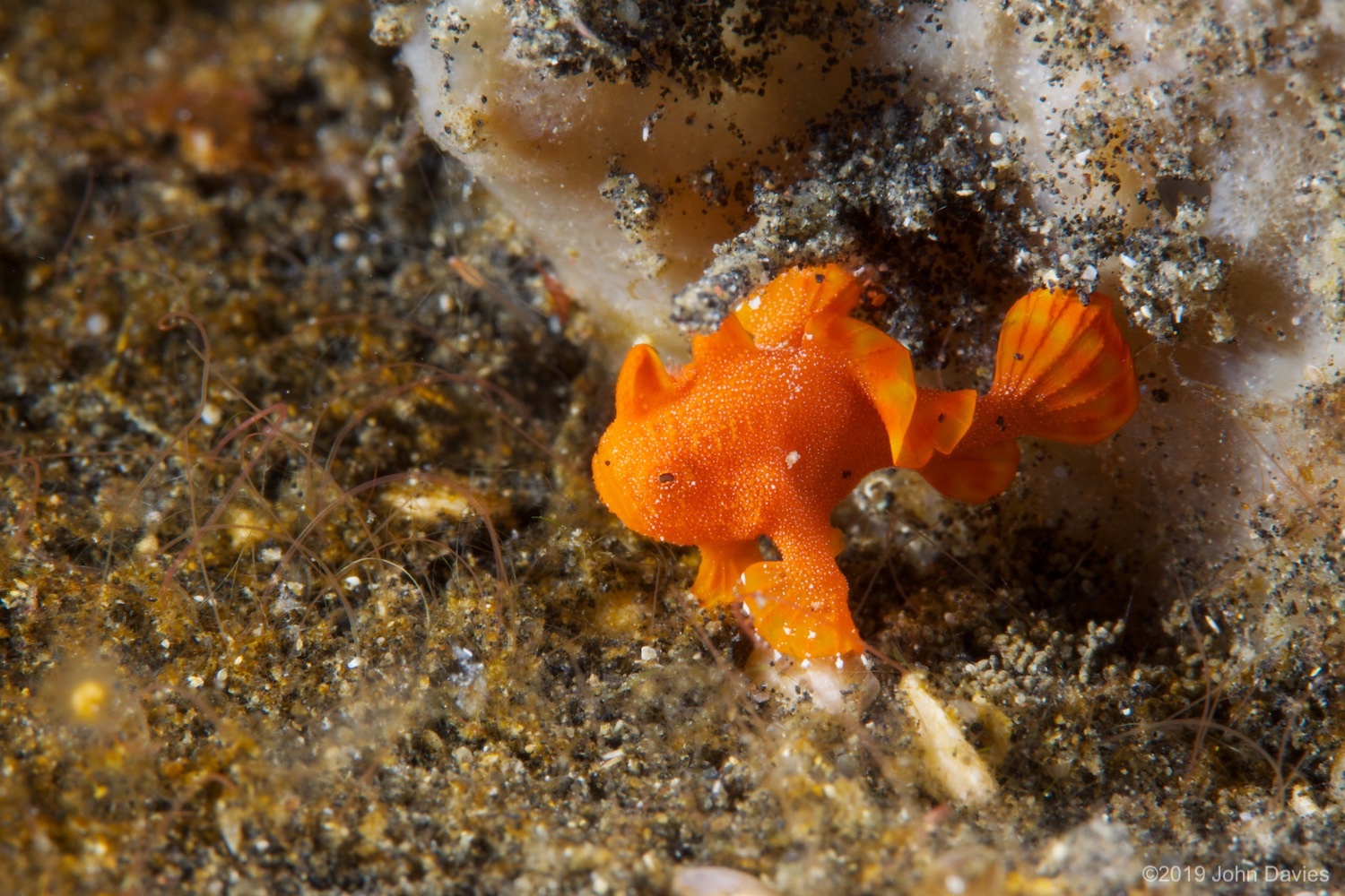 NadLembeh20120058