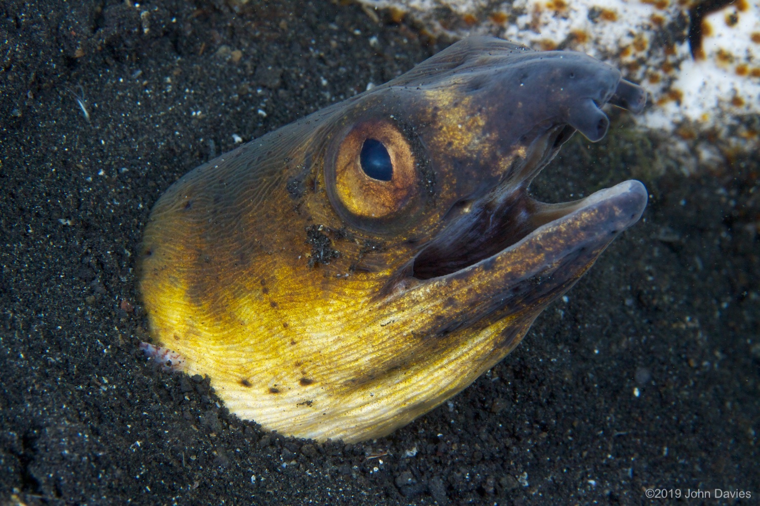 NadLembeh20120060