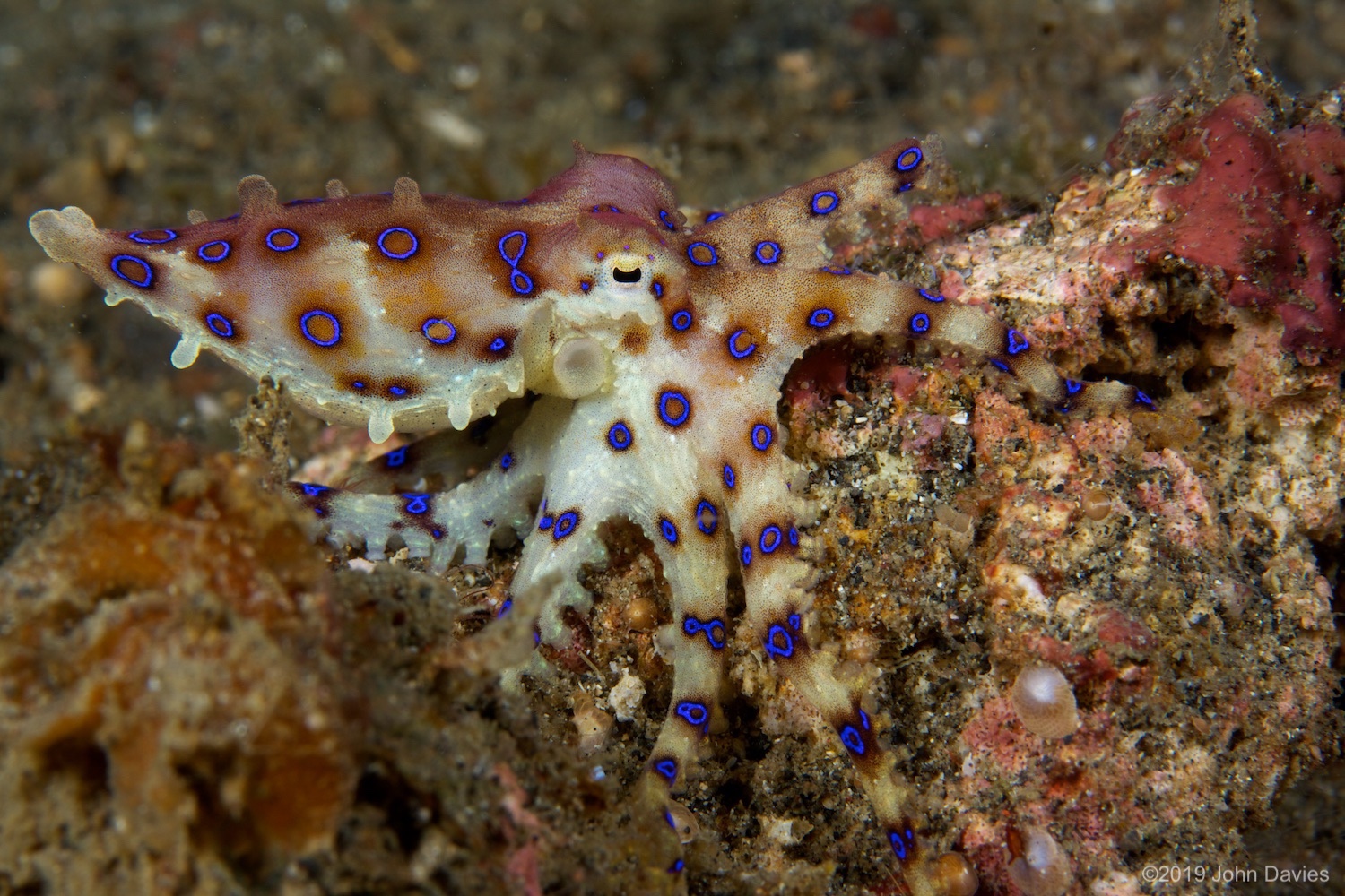 NadLembeh20120061