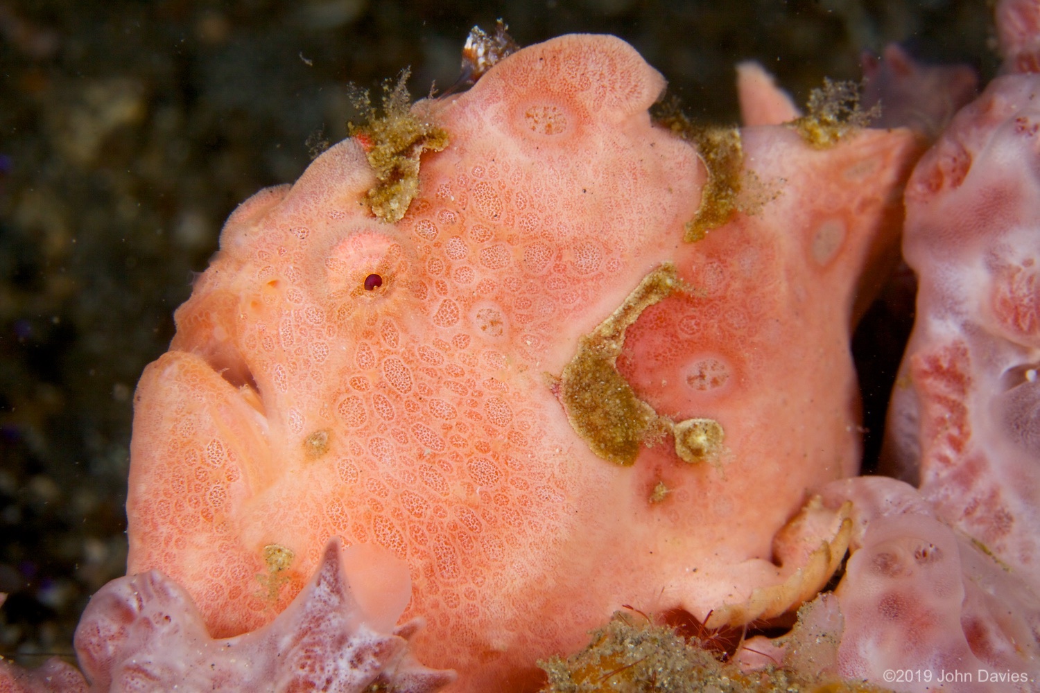 NadLembeh20120062