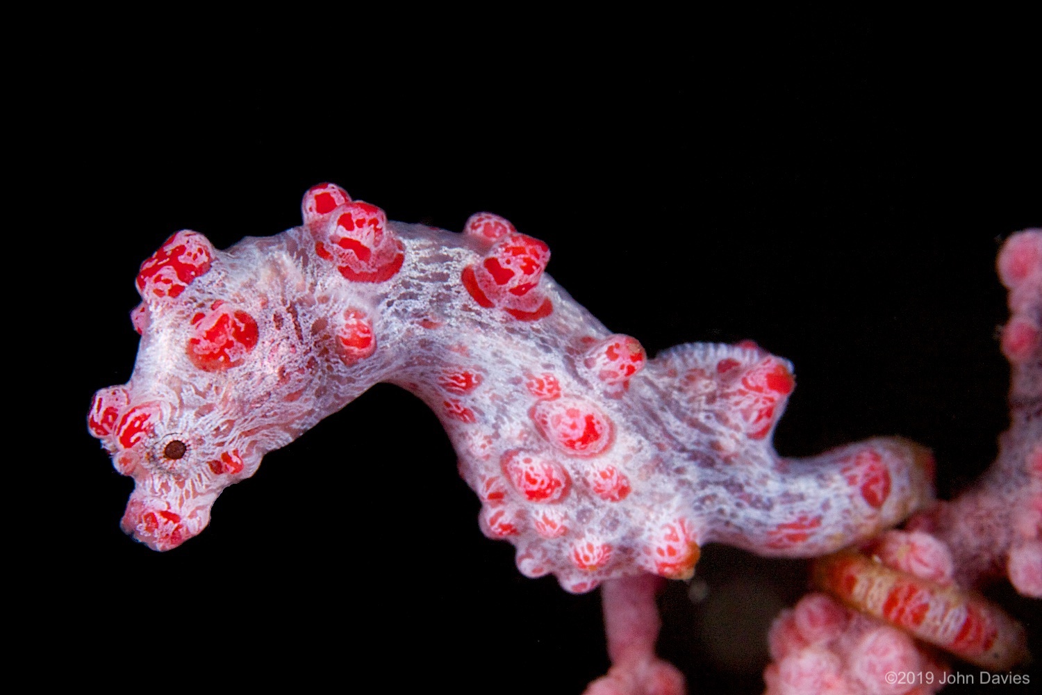 NadLembeh20120065