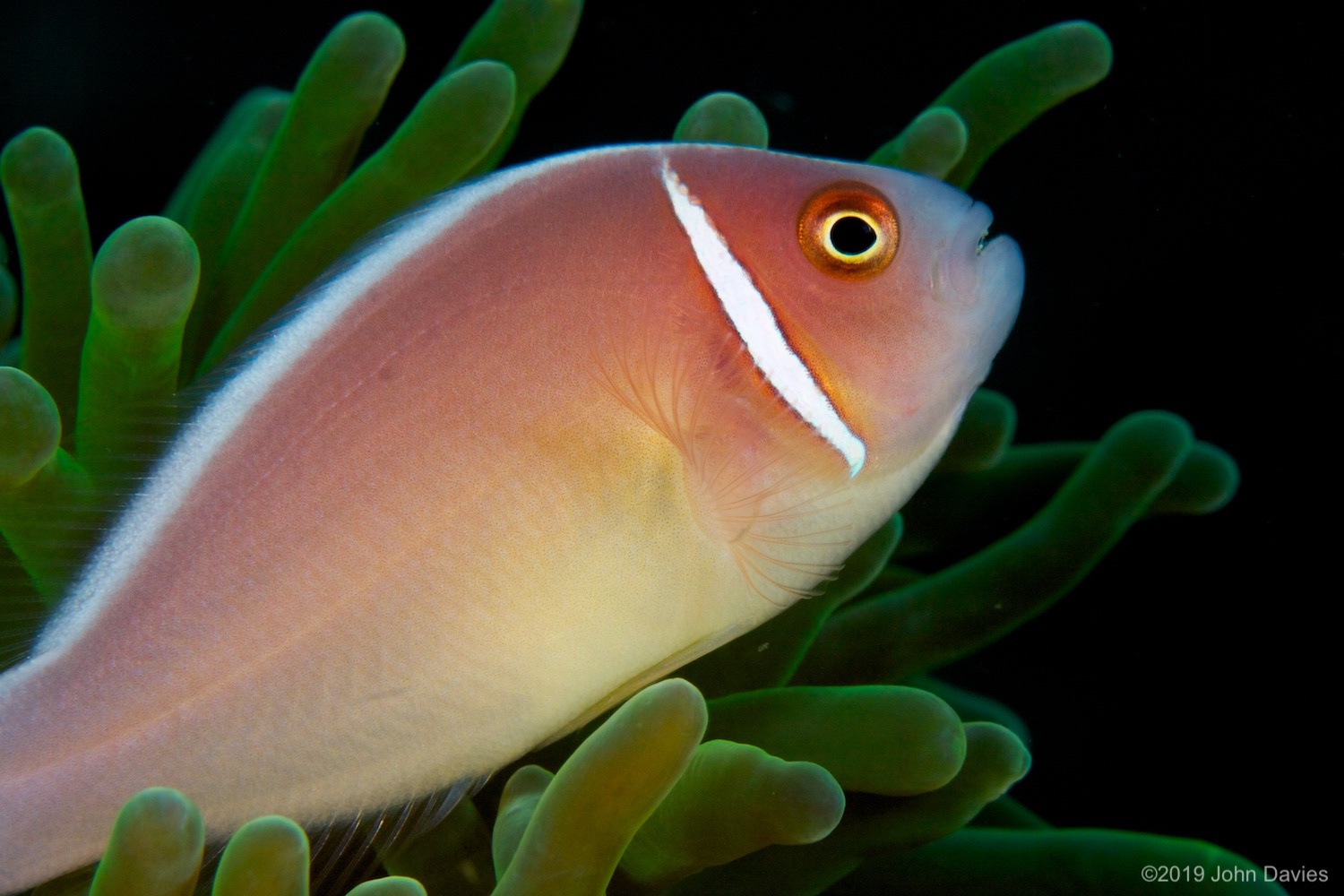 NadLembeh20120066