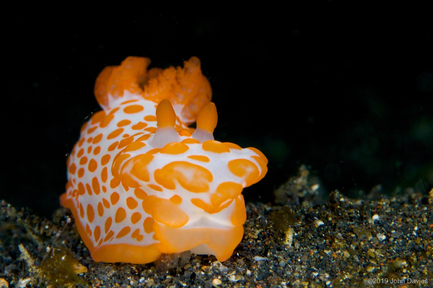 nadlembeh20140002