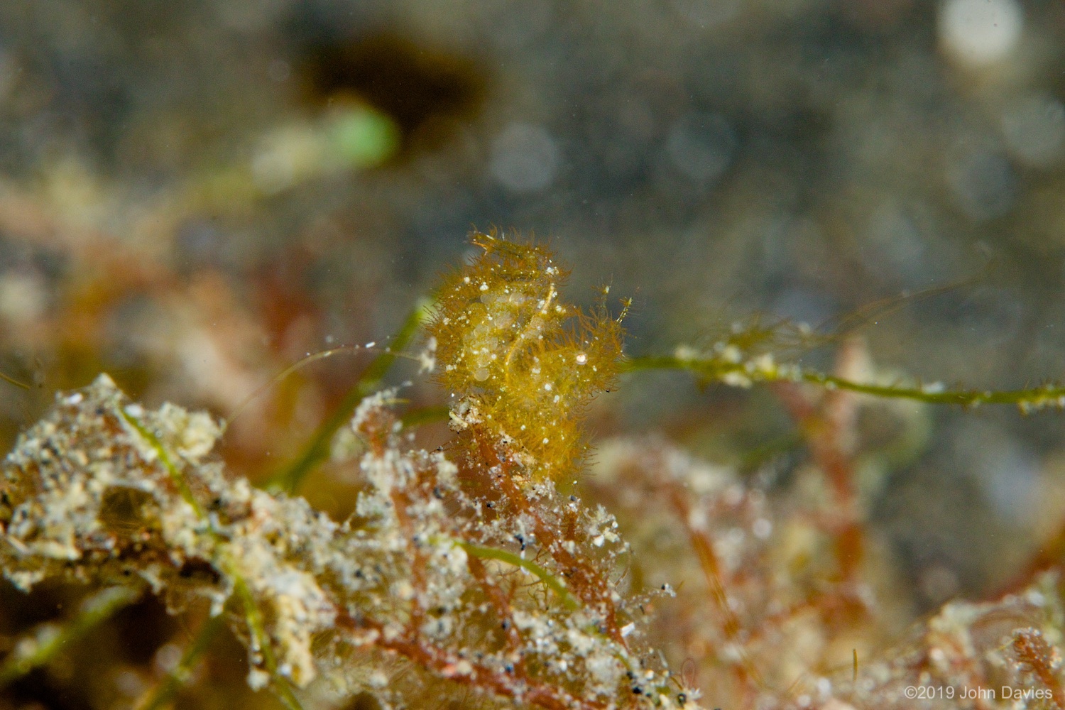 nadlembeh20140003