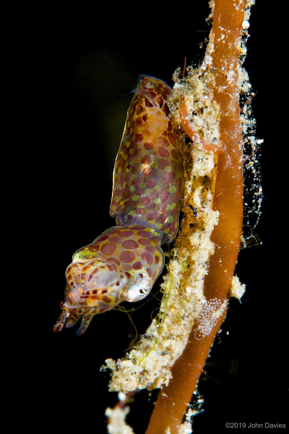 nadlembeh20140004