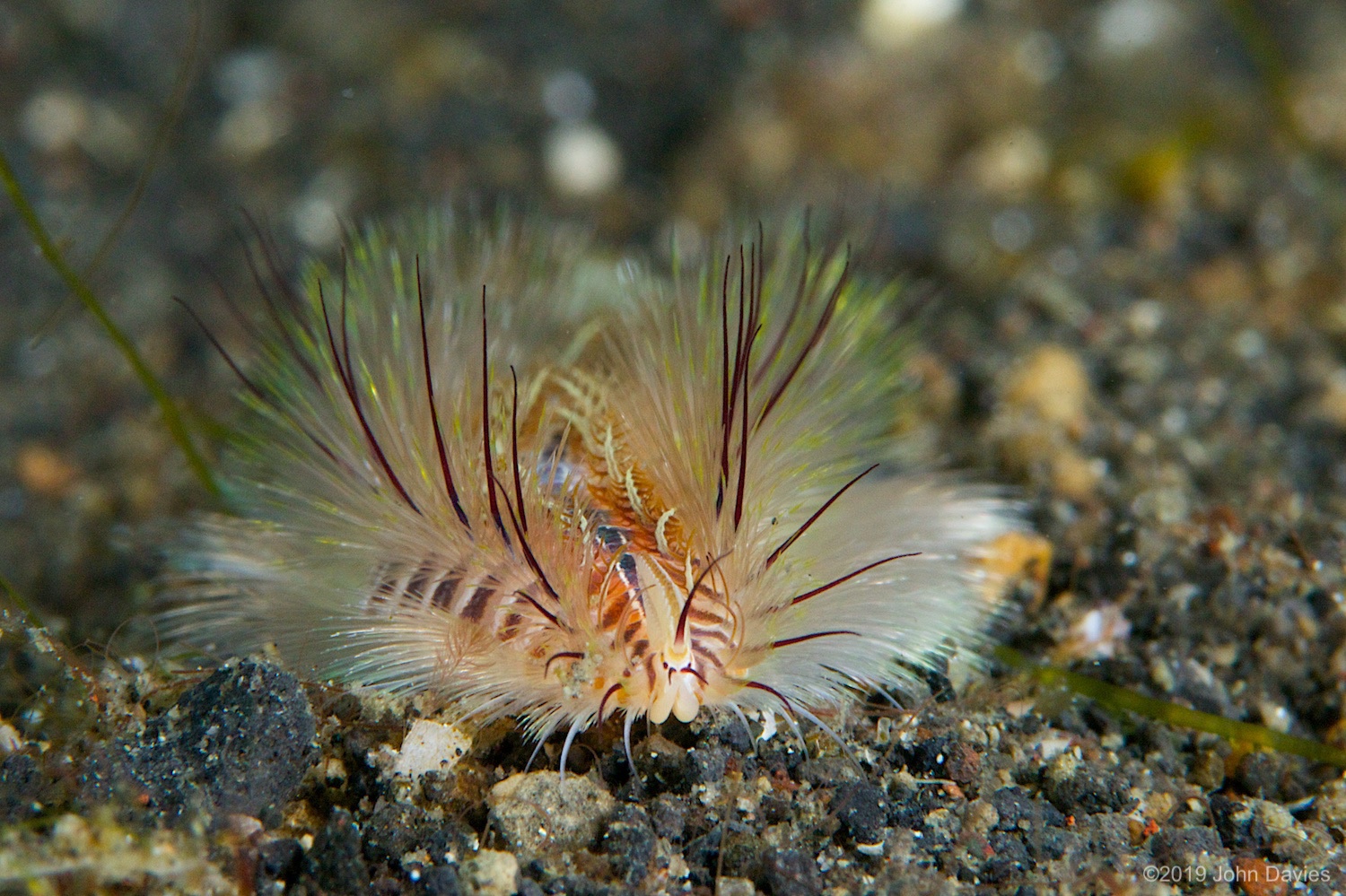 nadlembeh20140005