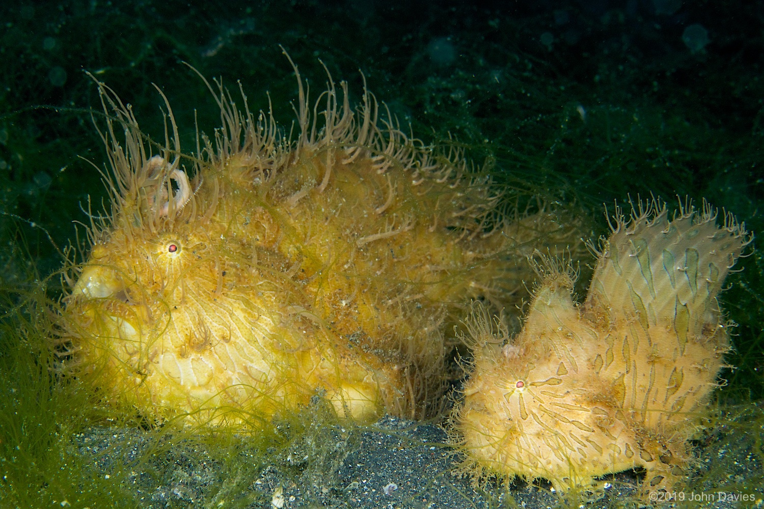 nadlembeh20140006