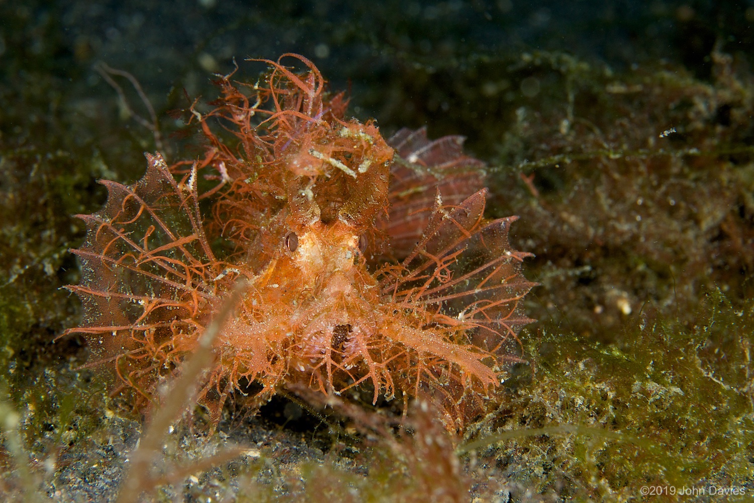 nadlembeh20140007