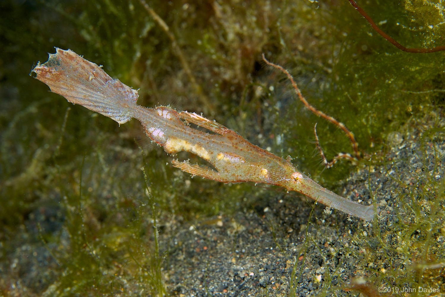 nadlembeh20140008