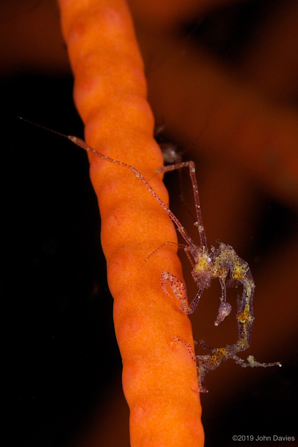 nadlembeh20140010