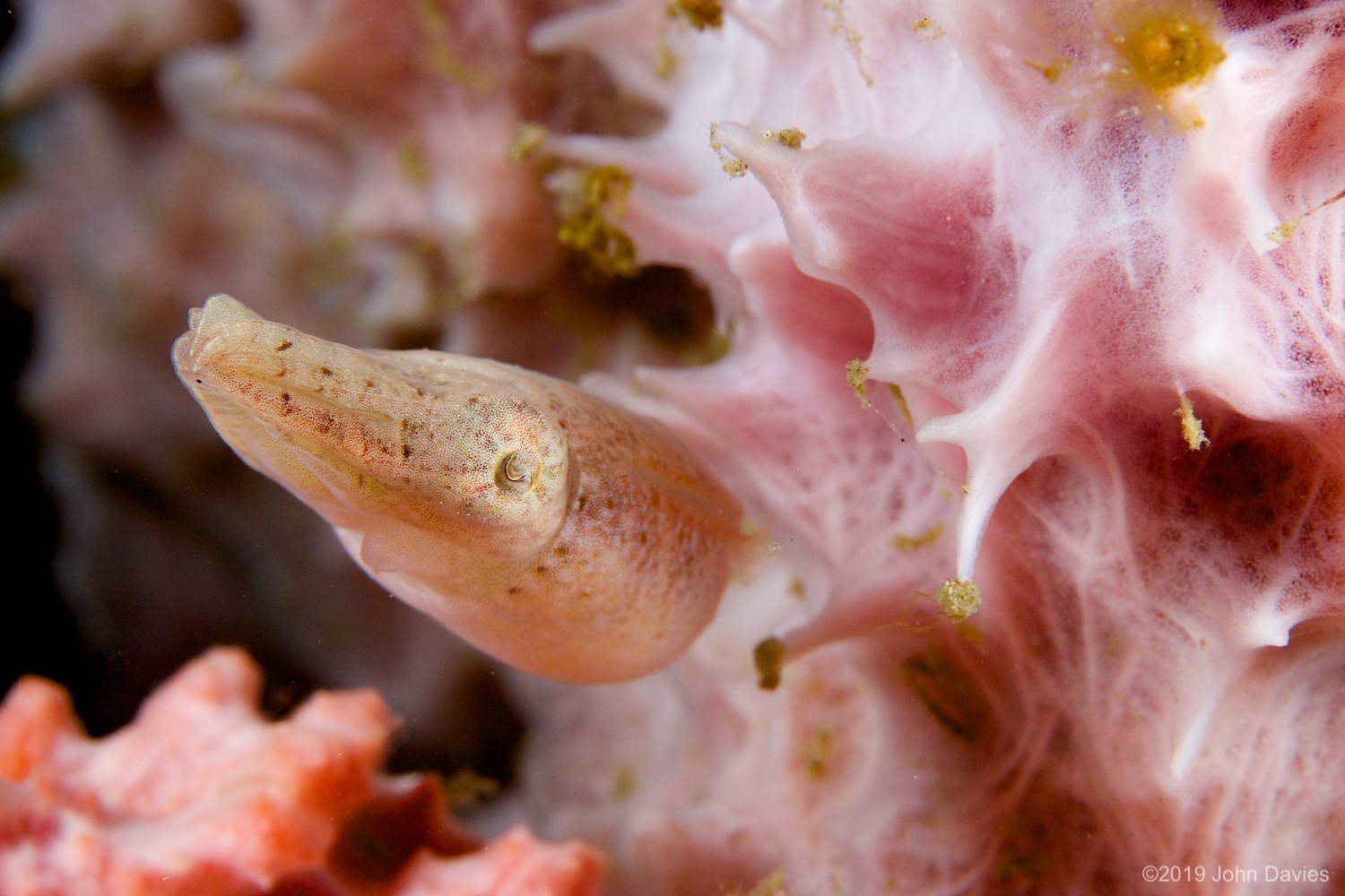 nadlembeh20140011