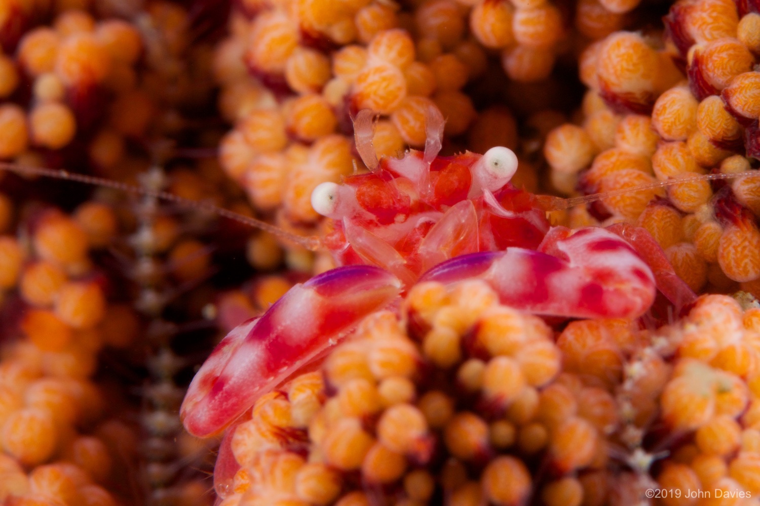 nadlembeh20140013