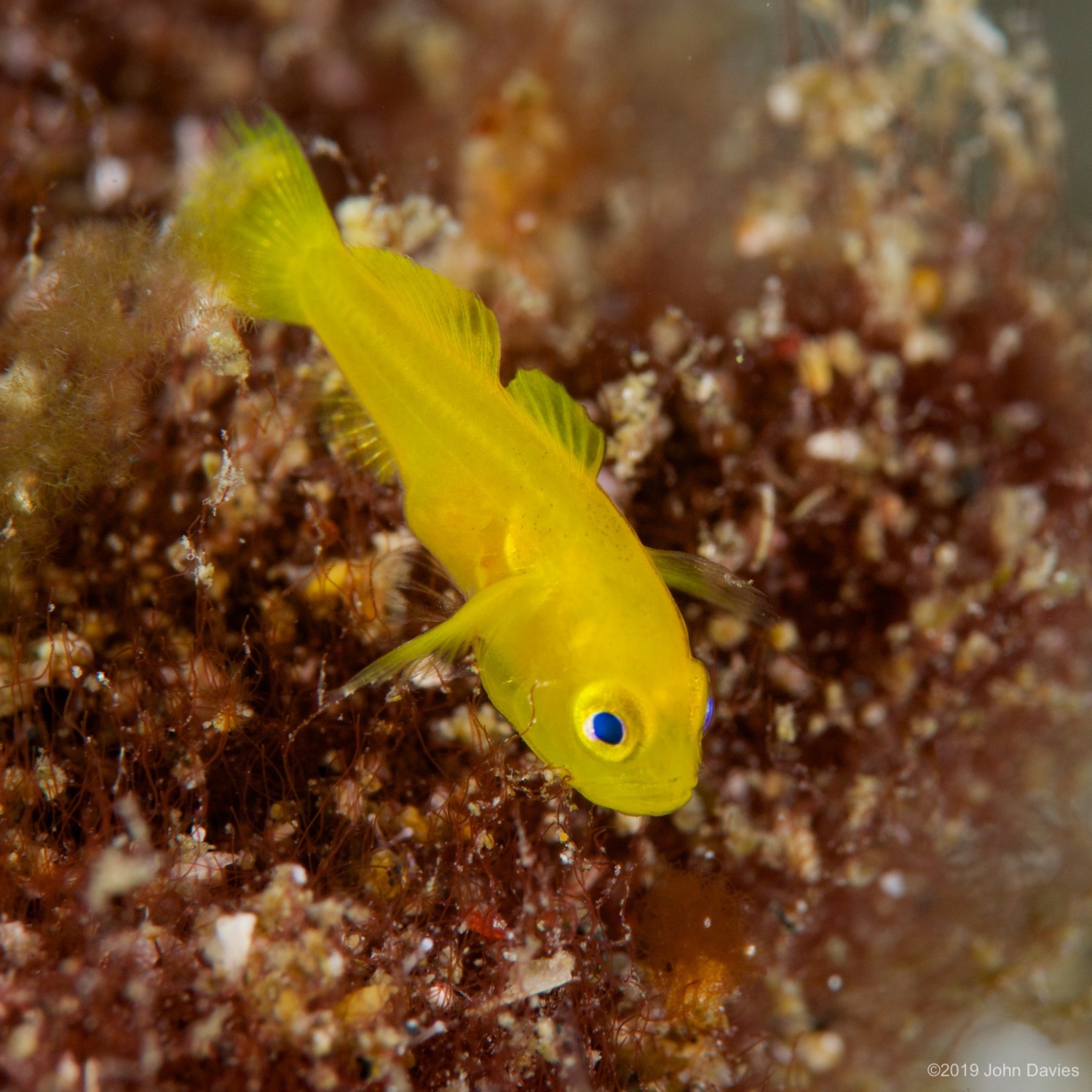 nadlembeh20140015