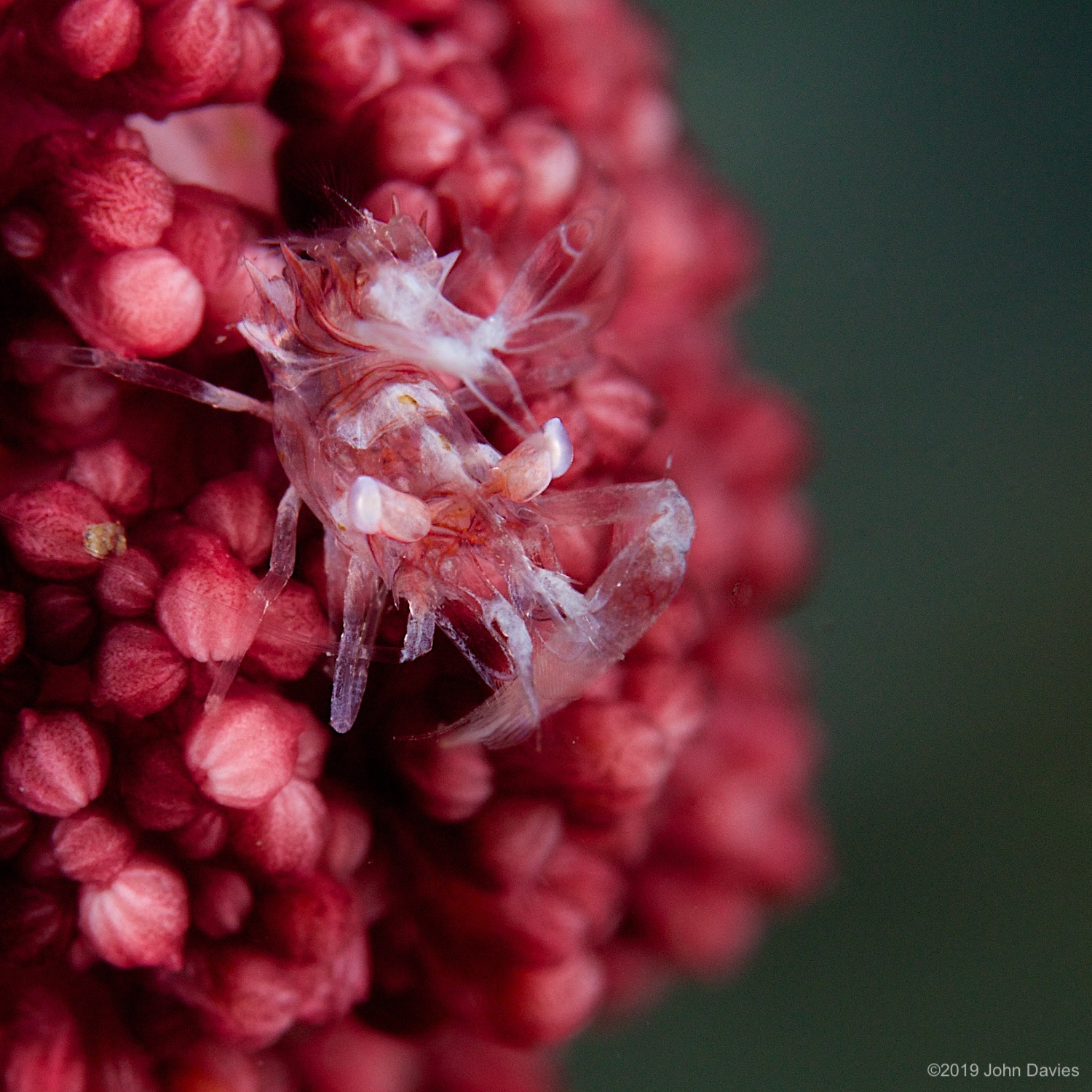 nadlembeh20140016