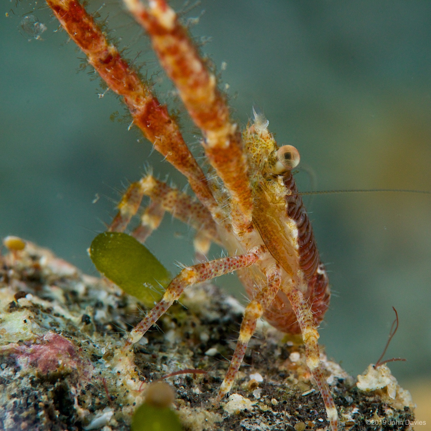 nadlembeh20140017