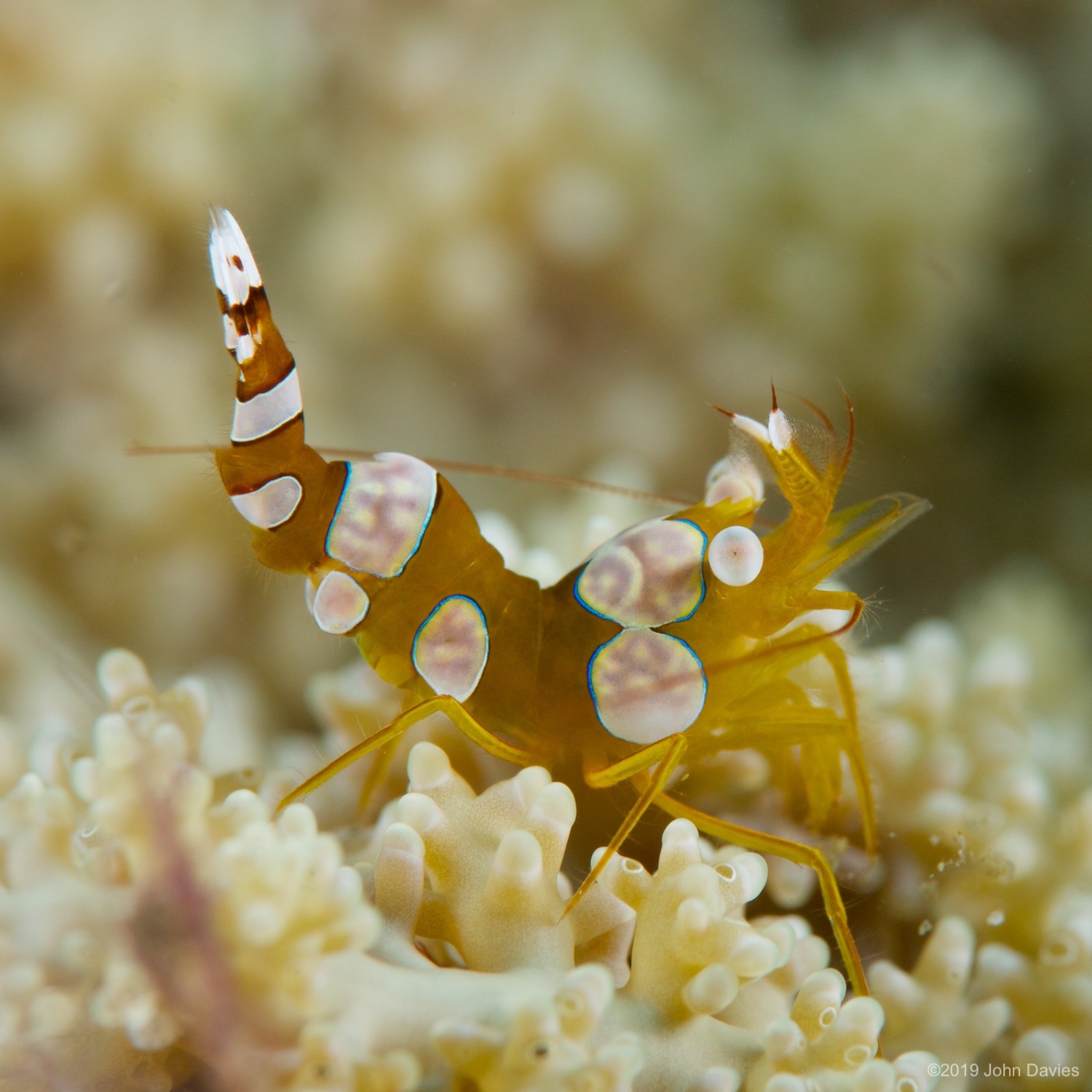 nadlembeh20140018