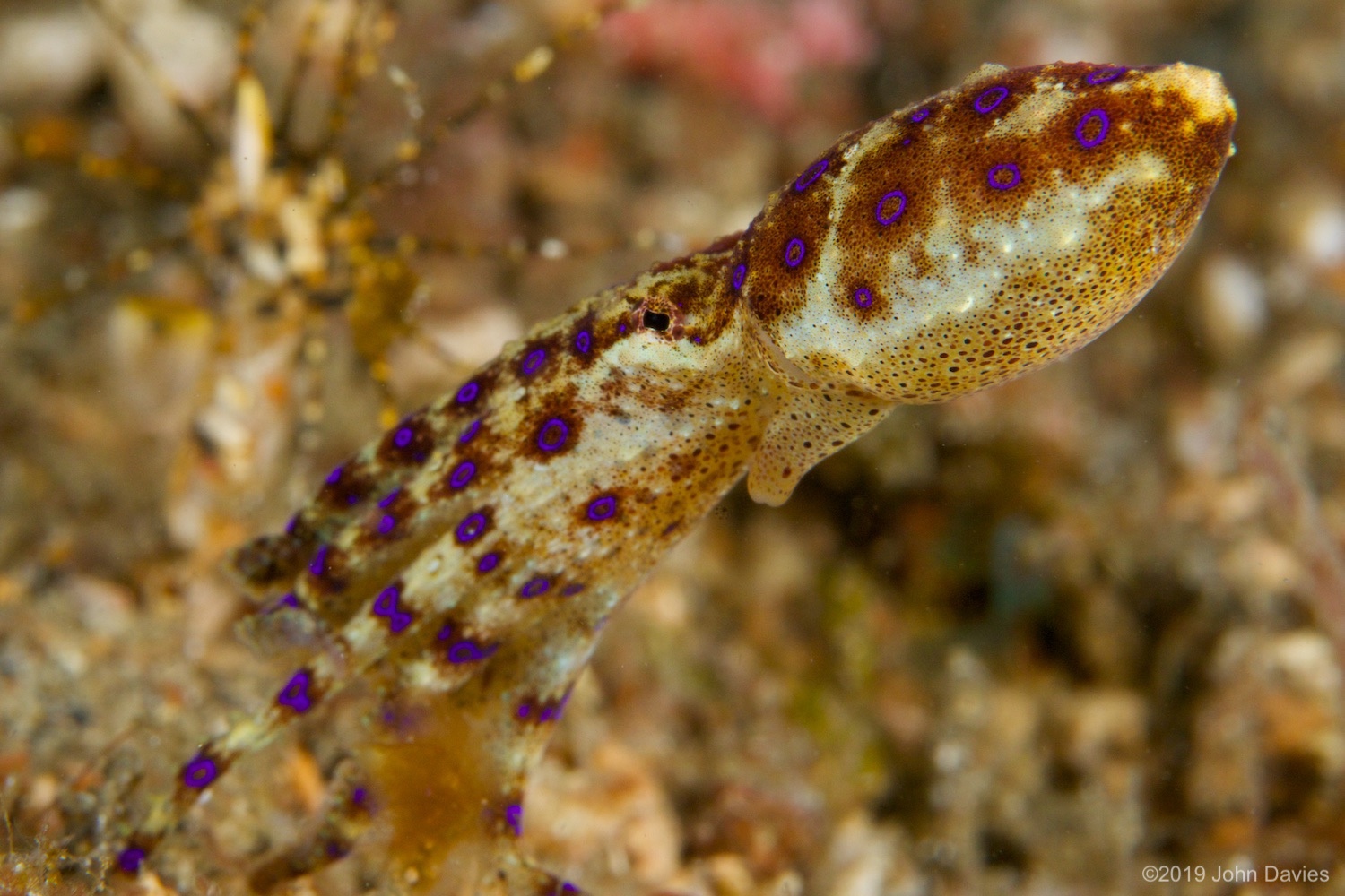 nadlembeh20140019