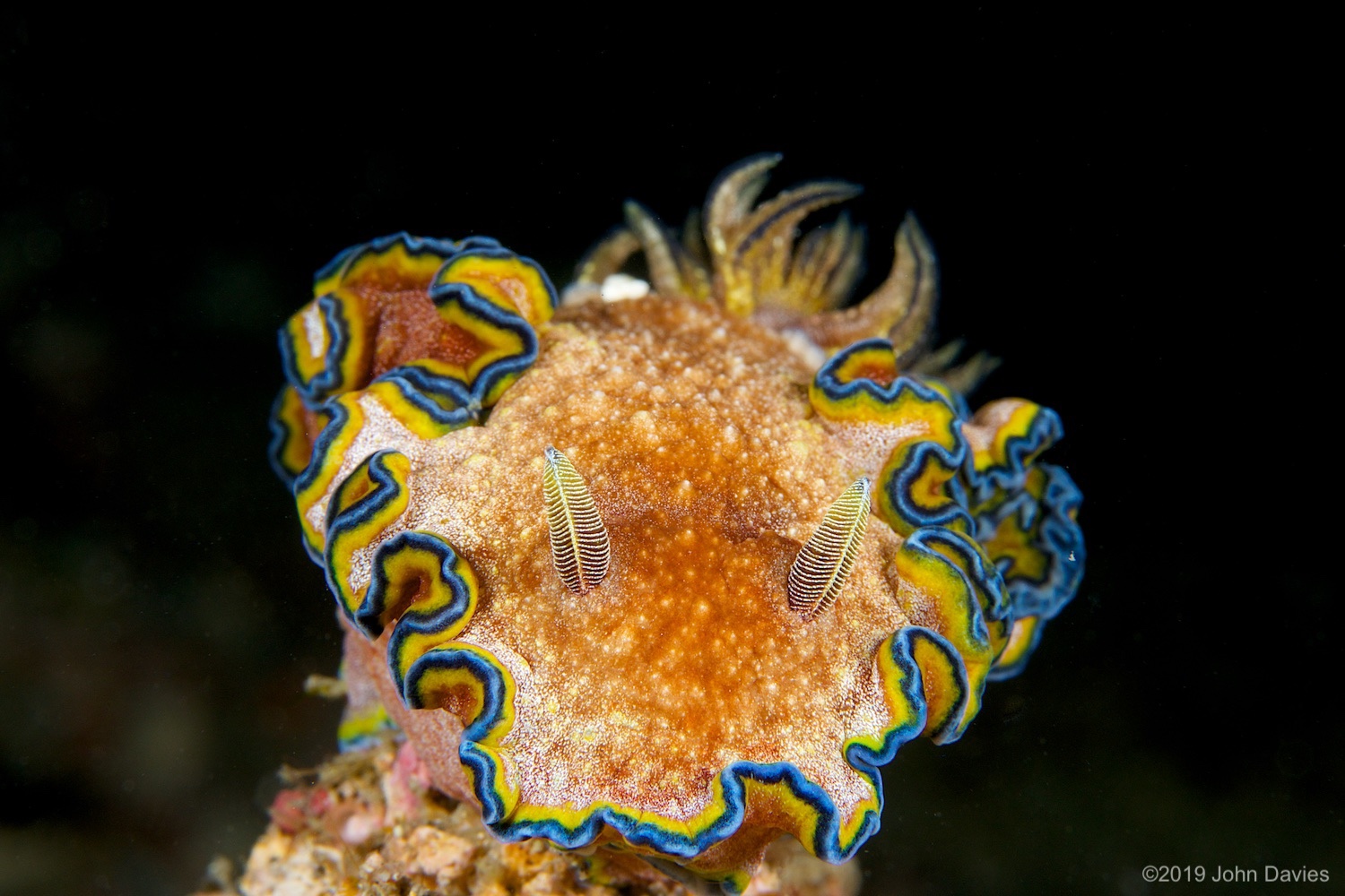 nadlembeh20140020