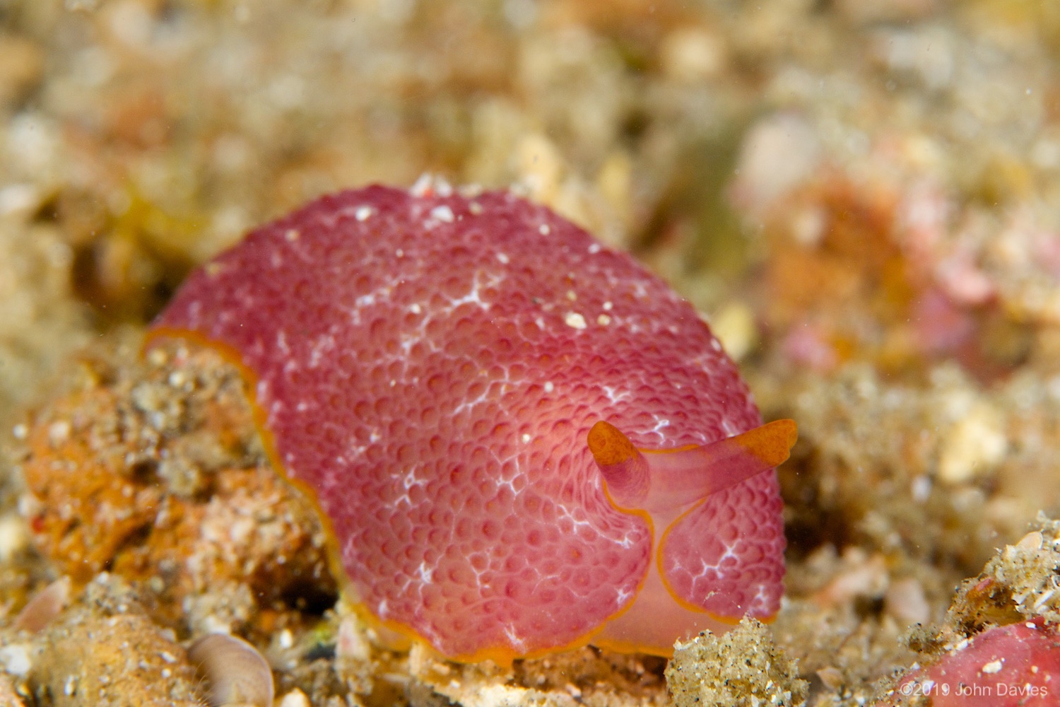 nadlembeh20140021