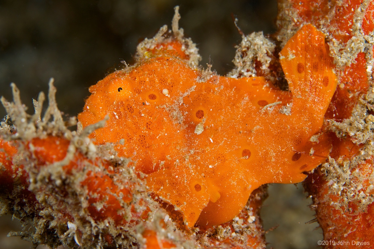 nadlembeh20140022