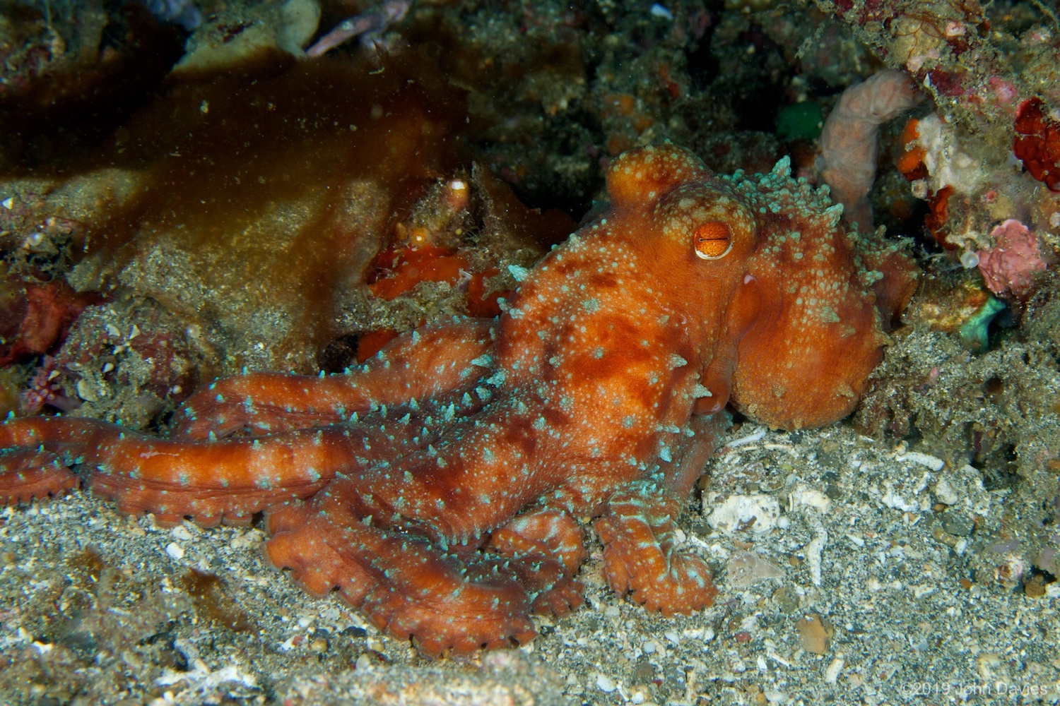 nadlembeh20140024