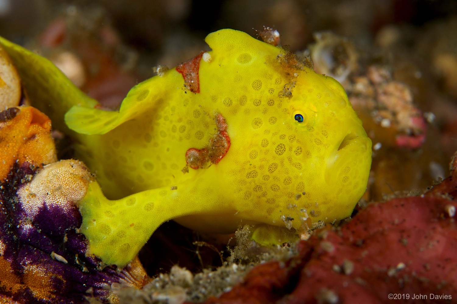 nadlembeh20140026