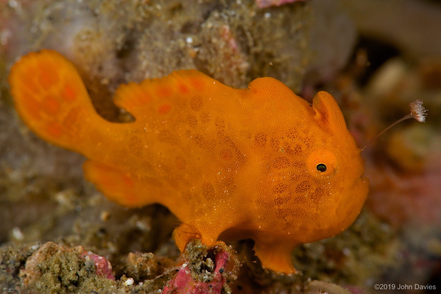 nadlembeh20140027