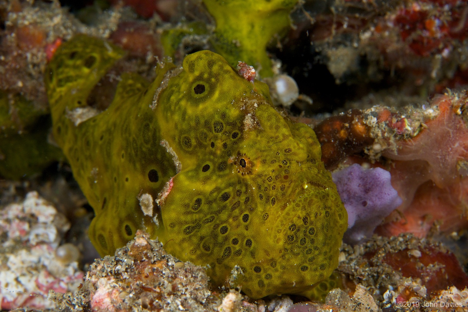 nadlembeh20140029