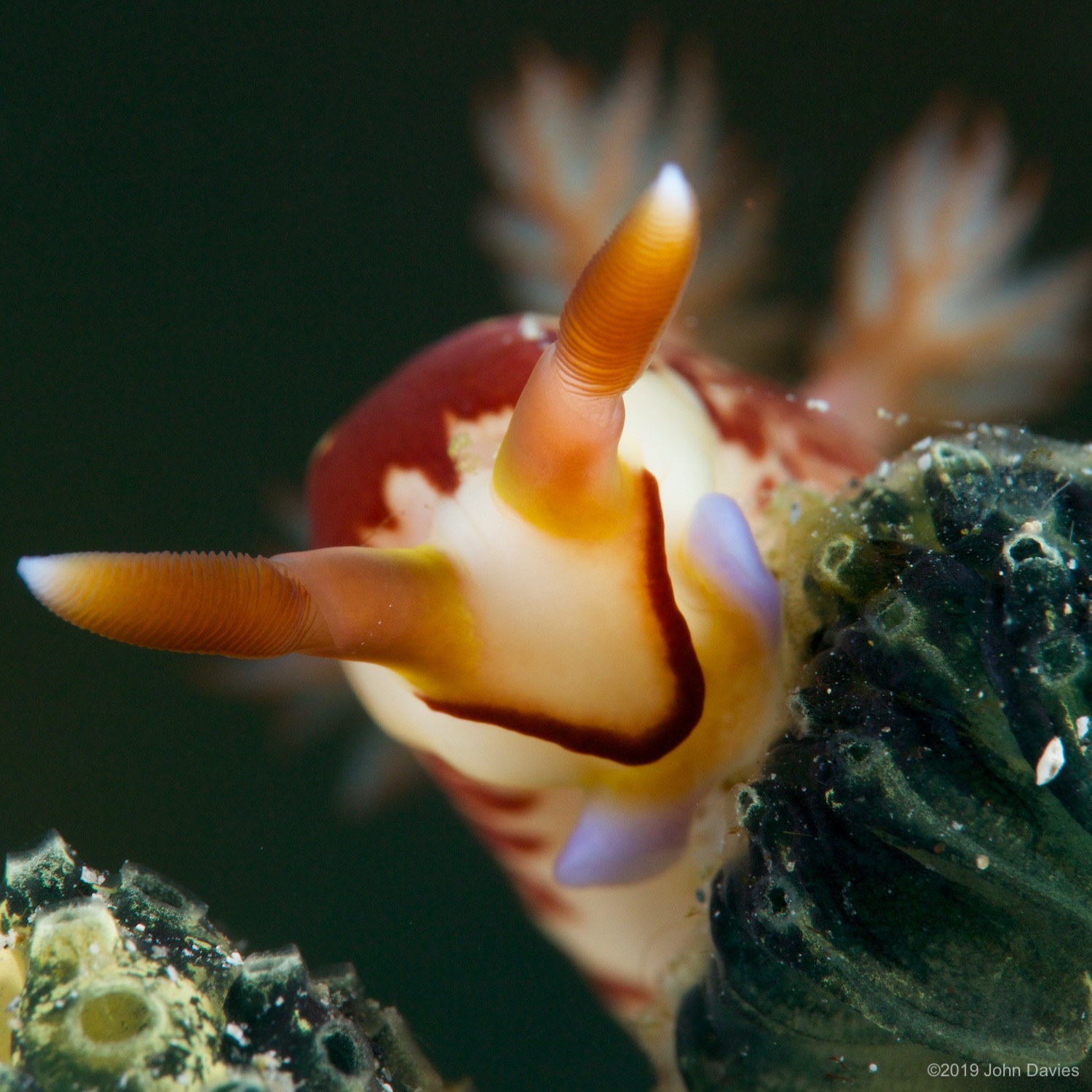 nadlembeh20140033