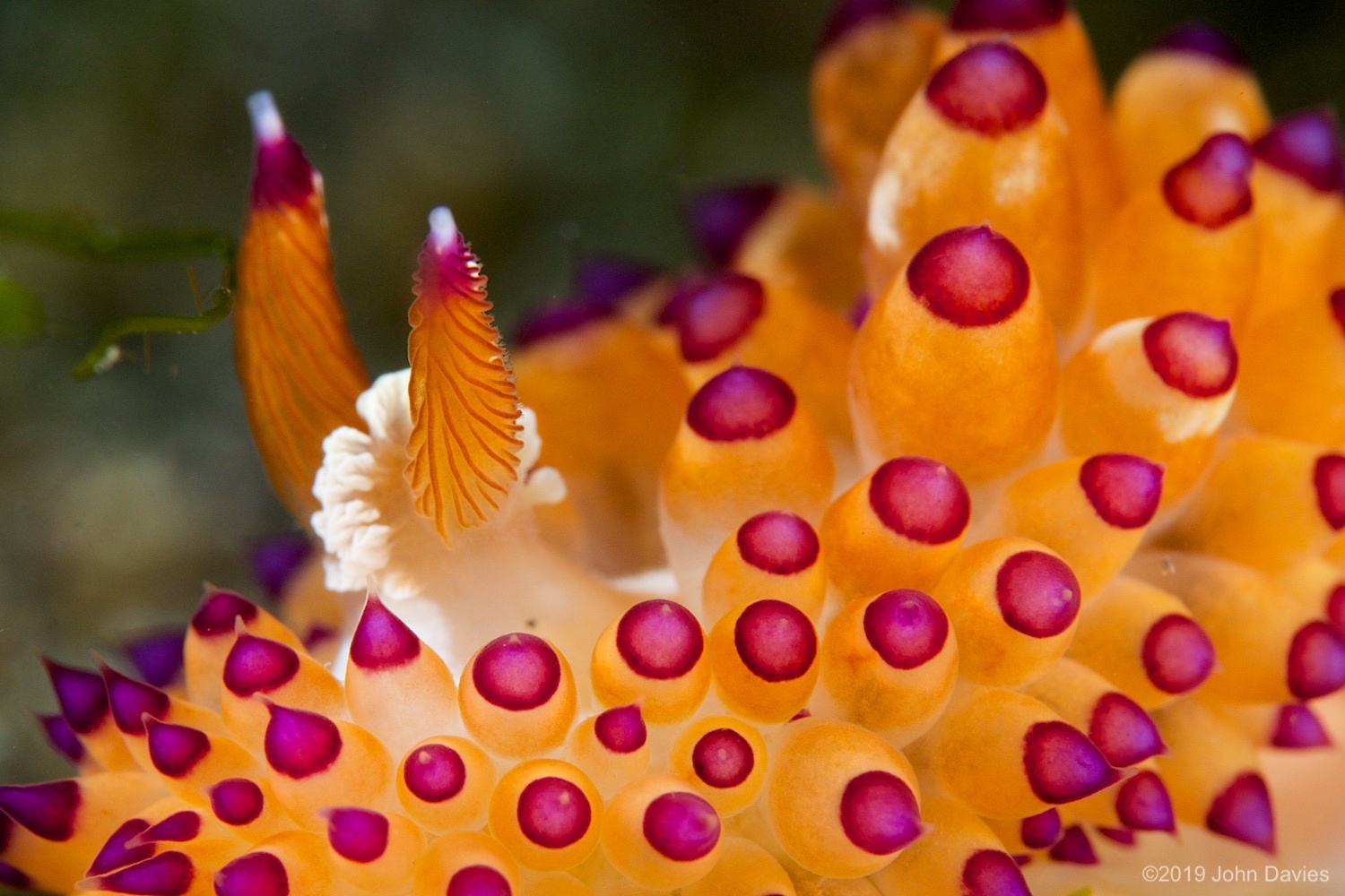 nadlembeh20140035