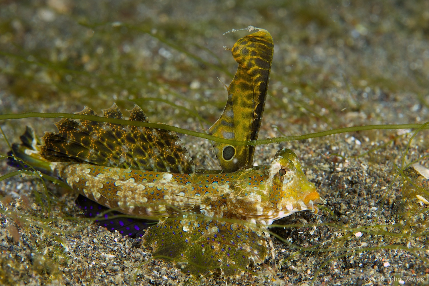 nadlembeh20140036