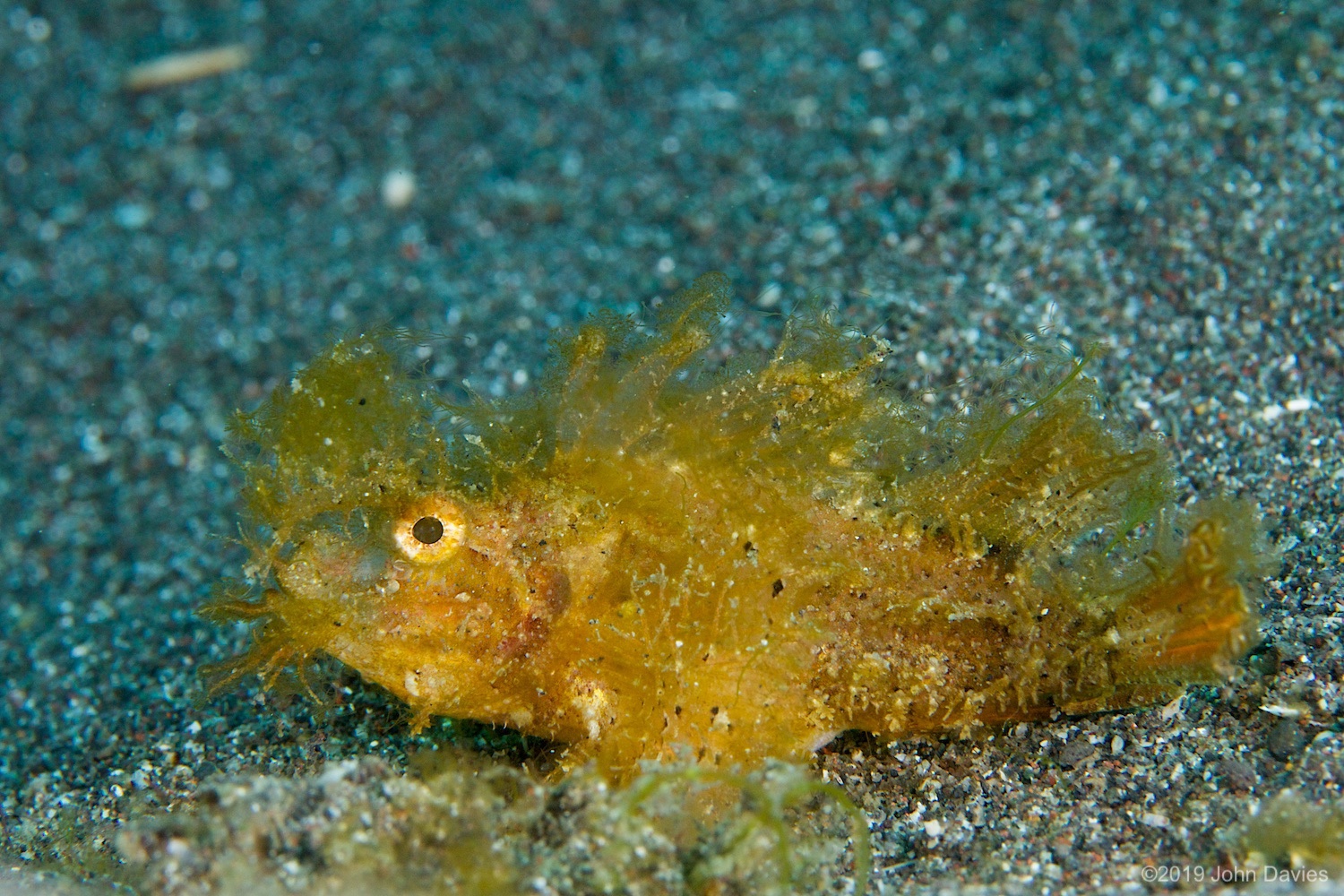 nadlembeh20140037