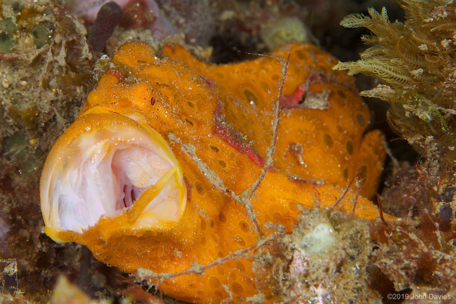 nadlembeh20140039