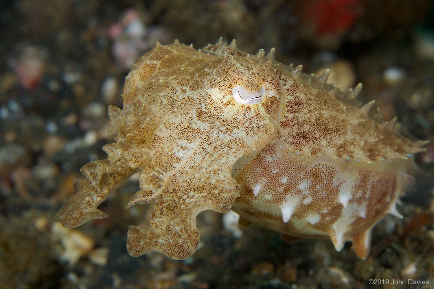 nadlembeh20140040