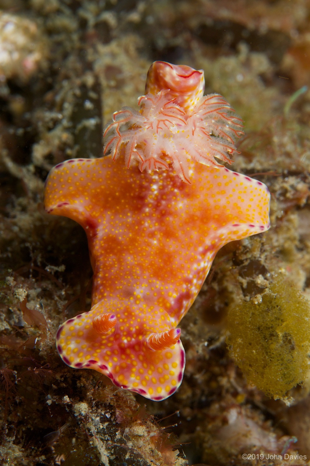 nadlembeh20140041